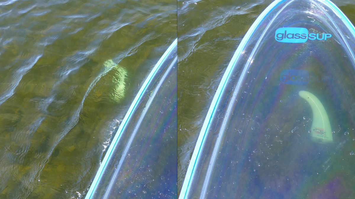 Vergleich: Blick durch die Wasseroberfläche und durch das GlassSUP-Board