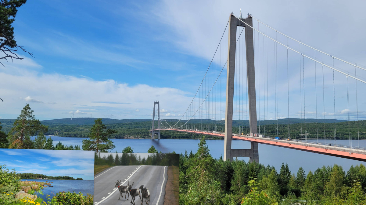 The Högakusten Bridge and the first Reindeer